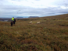 Iceland-Iceland Shorts-Sheep Round-Up on Horseback